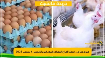 هبوط مفاجئ.. أسعار الفراخ البيضاء والبيض اليوم الخميس 4 سبتمبر 2025 1